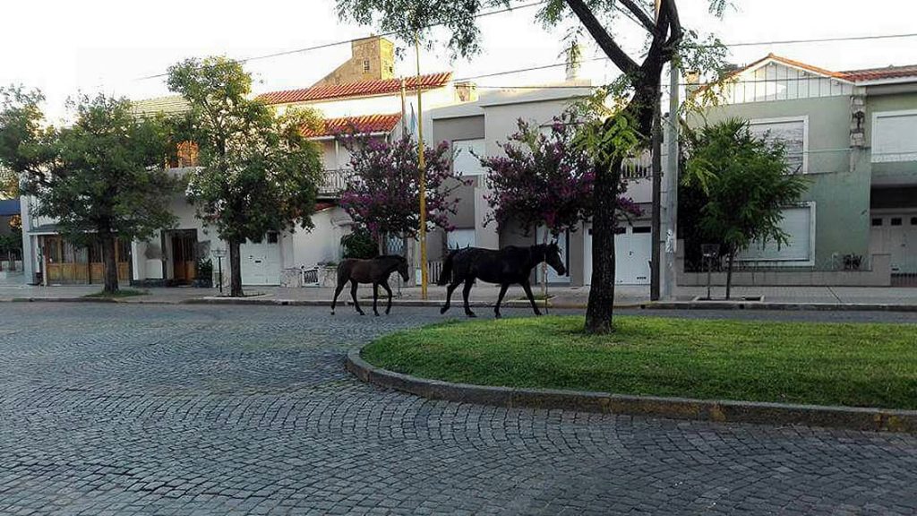 Caballos por 9 de Julio