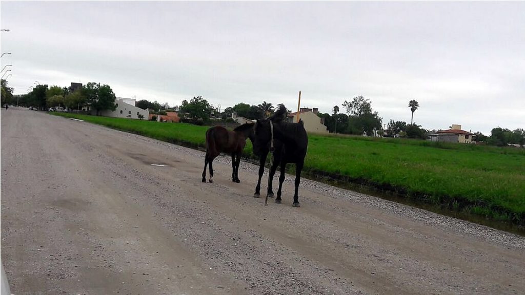 Caballos sueltos