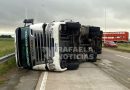 Volcó un camión jaula en la Autovía 19: vecinos intentan faenar los animales